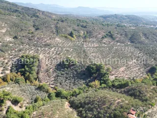 SABRİ PINARBAŞI'dan GÜRE BÖLGESİ TAHTAKUŞLAR'da İMARIN YANINDA 20DÖNÜM ZEYTİNLİK