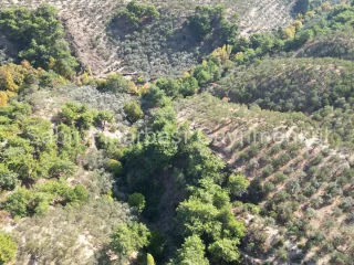 SABRİ PINARBAŞI'dan GÜRE BÖLGESİ TAHTAKUŞLAR'da İMARIN YANINDA 20DÖNÜM ZEYTİNLİK