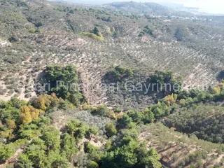 SABRİ PINARBAŞI'dan GÜRE BÖLGESİ TAHTAKUŞLAR'da İMARIN YANINDA 20DÖNÜM ZEYTİNLİK