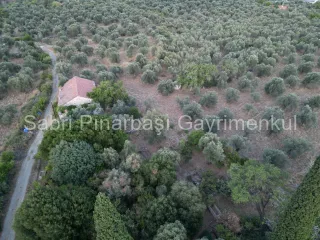 SABRİ PINARBAŞI'dan TAHTAKUŞLAR'da SATILIK YATIRIMLIK ZEYTİNLİK