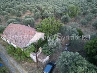 SABRİ PINARBAŞI'dan TAHTAKUŞLAR'da SATILIK YATIRIMLIK ZEYTİNLİK