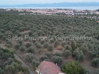 SABRİ PINARBAŞI'dan TAHTAKUŞLAR'da SATILIK YATIRIMLIK ZEYTİNLİK