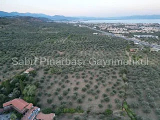 SABRİ PINARBAŞI'dan TAHTAKUŞLAR'da SATILIK YATIRIMLIK ZEYTİNLİK