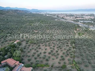 SABRİ PINARBAŞI'dan TAHTAKUŞLAR'da SATILIK YATIRIMLIK ZEYTİNLİK