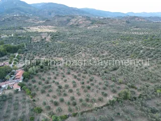 SABRİ PINARBAŞI'dan TAHTAKUŞLAR'da SATILIK YATIRIMLIK ZEYTİNLİK