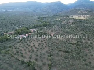 SABRİ PINARBAŞI'dan TAHTAKUŞLAR'da SATILIK YATIRIMLIK ZEYTİNLİK