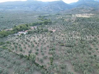 SABRİ PINARBAŞI'dan TAHTAKUŞLAR'da SATILIK YATIRIMLIK ZEYTİNLİK