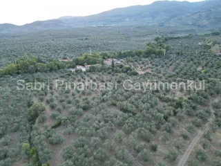 SABRİ PINARBAŞI'dan TAHTAKUŞLAR'da SATILIK YATIRIMLIK ZEYTİNLİK