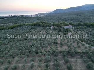 SABRİ PINARBAŞI'dan TAHTAKUŞLAR'da SATILIK YATIRIMLIK ZEYTİNLİK