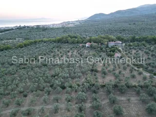SABRİ PINARBAŞI'dan TAHTAKUŞLAR'da SATILIK YATIRIMLIK ZEYTİNLİK