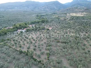 SABRİ PINARBAŞI'dan TAHTAKUŞLAR'da SATILIK YATIRIMLIK ZEYTİNLİK