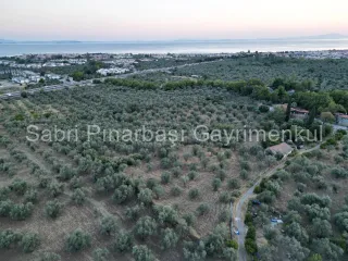 SABRİ PINARBAŞI'dan TAHTAKUŞLAR'da SATILIK YATIRIMLIK ZEYTİNLİK