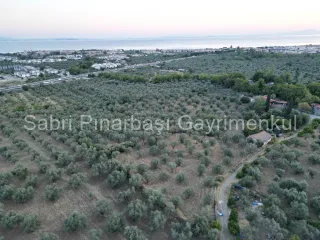 SABRİ PINARBAŞI'dan TAHTAKUŞLAR'da SATILIK YATIRIMLIK ZEYTİNLİK