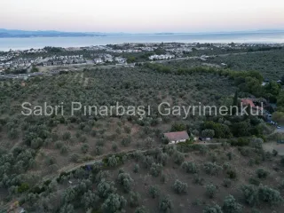 SABRİ PINARBAŞI'dan TAHTAKUŞLAR'da SATILIK YATIRIMLIK ZEYTİNLİK