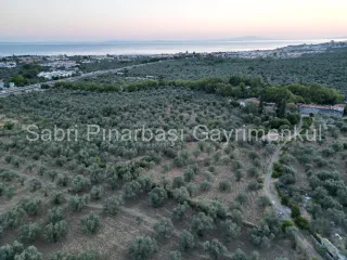 SABRİ PINARBAŞI'dan TAHTAKUŞLAR'da SATILIK YATIRIMLIK ZEYTİNLİK