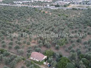 SABRİ PINARBAŞI'dan TAHTAKUŞLAR'da SATILIK YATIRIMLIK ZEYTİNLİK