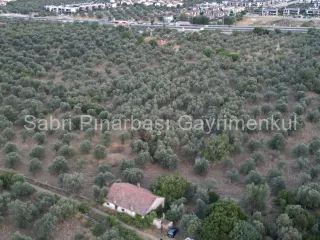 SABRİ PINARBAŞI'dan TAHTAKUŞLAR'da SATILIK YATIRIMLIK ZEYTİNLİK