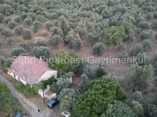 SABRİ PINARBAŞI'dan TAHTAKUŞLAR'da SATILIK YATIRIMLIK ZEYTİNLİK