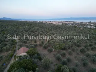 SABRİ PINARBAŞI'dan TAHTAKUŞLAR'da SATILIK YATIRIMLIK ZEYTİNLİK