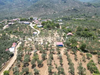 SABRİ PINARBAŞI'dan EDREMİT DERELİ'de KÖY'ün YANINDA SATILIK YATIRIMLIK ZEYTİNLİK
