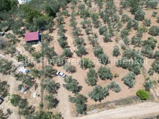 SABRİ PINARBAŞI'dan EDREMİT DERELİ'de KÖY'ün YANINDA SATILIK YATIRIMLIK ZEYTİNLİK