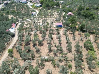SABRİ PINARBAŞI'dan EDREMİT DERELİ'de KÖY'ün YANINDA SATILIK YATIRIMLIK ZEYTİNLİK