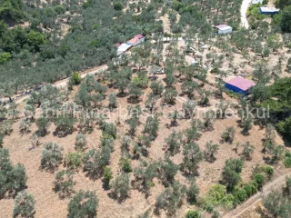 SABRİ PINARBAŞI'dan EDREMİT DERELİ'de KÖY'ün YANINDA SATILIK YATIRIMLIK ZEYTİNLİK