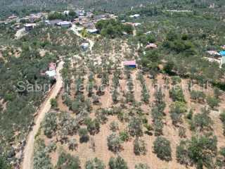 SABRİ PINARBAŞI'dan EDREMİT DERELİ'de KÖY'ün YANINDA SATILIK YATIRIMLIK ZEYTİNLİK