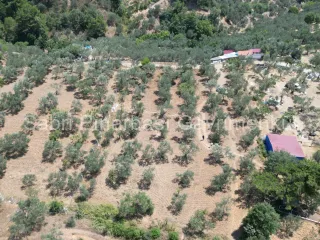 SABRİ PINARBAŞI'dan EDREMİT DERELİ'de KÖY'ün YANINDA SATILIK YATIRIMLIK ZEYTİNLİK