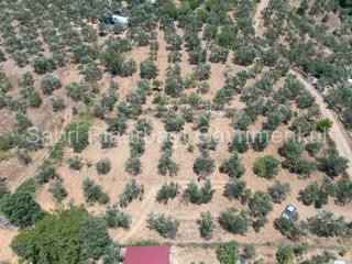 SABRİ PINARBAŞI'dan EDREMİT DERELİ'de KÖY'ün YANINDA SATILIK YATIRIMLIK ZEYTİNLİK