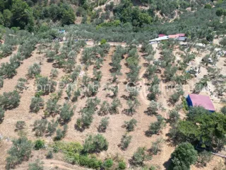 SABRİ PINARBAŞI'dan EDREMİT DERELİ'de KÖY'ün YANINDA SATILIK YATIRIMLIK ZEYTİNLİK