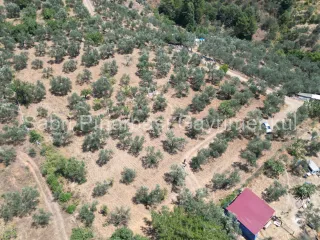 SABRİ PINARBAŞI'dan EDREMİT DERELİ'de KÖY'ün YANINDA SATILIK YATIRIMLIK ZEYTİNLİK