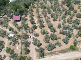 SABRİ PINARBAŞI'dan EDREMİT DERELİ'de KÖY'ün YANINDA SATILIK YATIRIMLIK ZEYTİNLİK