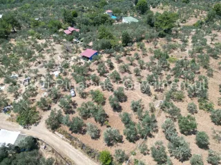 SABRİ PINARBAŞI'dan EDREMİT DERELİ'de KÖY'ün YANINDA SATILIK YATIRIMLIK ZEYTİNLİK