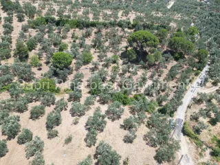 SABRİ PINARBAŞI'dan EDREMİT DERELİ'de SATILIK YOLA CEPHELİ YATIRIMLIK ZEYTİNLİK
