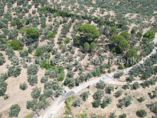 SABRİ PINARBAŞI'dan EDREMİT DERELİ'de SATILIK YOLA CEPHELİ YATIRIMLIK ZEYTİNLİK