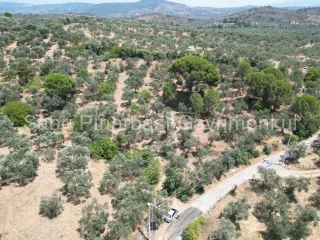 SABRİ PINARBAŞI'dan EDREMİT DERELİ'de SATILIK YOLA CEPHELİ YATIRIMLIK ZEYTİNLİK