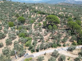 SABRİ PINARBAŞI'dan EDREMİT DERELİ'de SATILIK YOLA CEPHELİ YATIRIMLIK ZEYTİNLİK