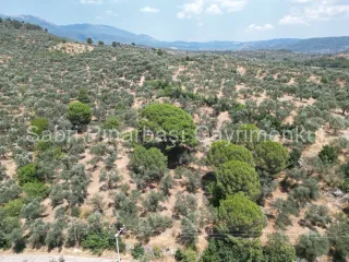 SABRİ PINARBAŞI'dan EDREMİT DERELİ'de SATILIK YOLA CEPHELİ YATIRIMLIK ZEYTİNLİK