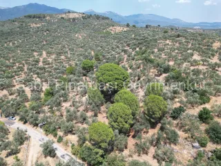 SABRİ PINARBAŞI'dan EDREMİT DERELİ'de SATILIK YOLA CEPHELİ YATIRIMLIK ZEYTİNLİK