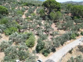 SABRİ PINARBAŞI'dan EDREMİT DERELİ'de SATILIK YOLA CEPHELİ YATIRIMLIK ZEYTİNLİK