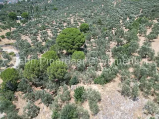 SABRİ PINARBAŞI'dan EDREMİT DERELİ'de SATILIK YOLA CEPHELİ YATIRIMLIK ZEYTİNLİK