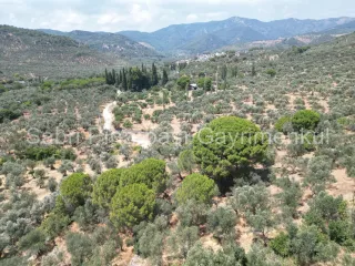 SABRİ PINARBAŞI'dan EDREMİT DERELİ'de SATILIK YOLA CEPHELİ YATIRIMLIK ZEYTİNLİK