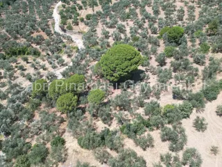 SABRİ PINARBAŞI'dan EDREMİT DERELİ'de SATILIK YOLA CEPHELİ YATIRIMLIK ZEYTİNLİK