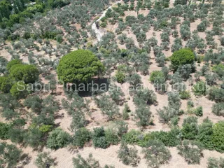 SABRİ PINARBAŞI'dan EDREMİT DERELİ'de SATILIK YOLA CEPHELİ YATIRIMLIK ZEYTİNLİK
