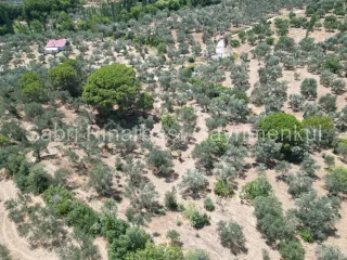 SABRİ PINARBAŞI'dan EDREMİT DERELİ'de SATILIK YOLA CEPHELİ YATIRIMLIK ZEYTİNLİK