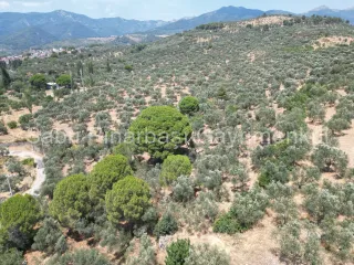 SABRİ PINARBAŞI'dan EDREMİT DERELİ'de SATILIK YOLA CEPHELİ YATIRIMLIK ZEYTİNLİK