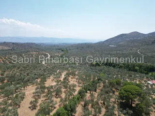 SABRİ PINARBAŞI'dan EDREMİT DERELİ'de SATILIK YOLA CEPHELİ YATIRIMLIK ZEYTİNLİK