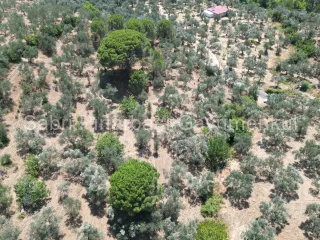 SABRİ PINARBAŞI'dan EDREMİT DERELİ'de SATILIK YOLA CEPHELİ YATIRIMLIK ZEYTİNLİK