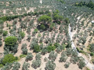SABRİ PINARBAŞI'dan EDREMİT DERELİ'de SATILIK YOLA CEPHELİ YATIRIMLIK ZEYTİNLİK